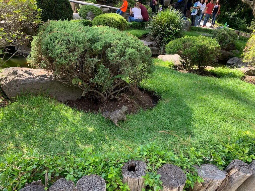 과달라하라 콜로모스 공원(Bosque Los Colomos)에서 힐링하기! 관련 사진 및 안내