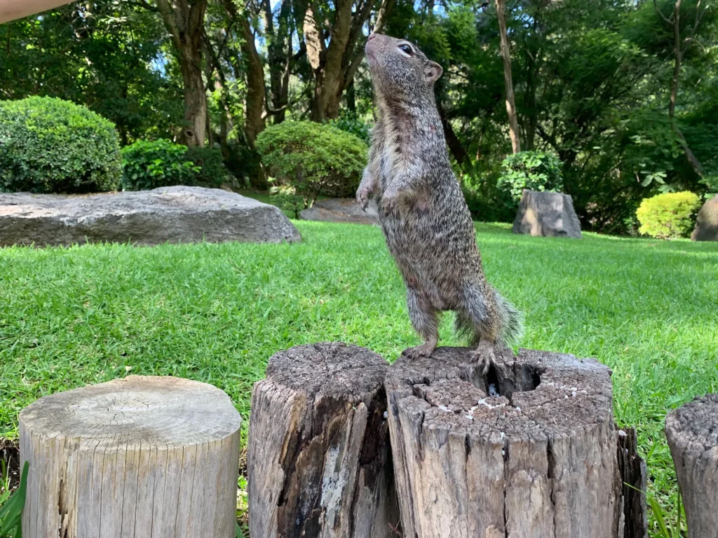 과달라하라 콜로모스 공원(Bosque Los Colomos)에서 힐링하기! 관련 사진 및 안내