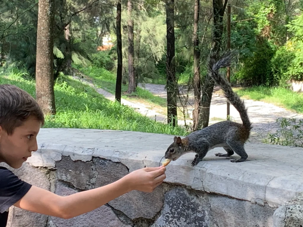과달라하라 콜로모스 공원(Bosque Los Colomos)에서 힐링하기! 관련 사진 및 안내